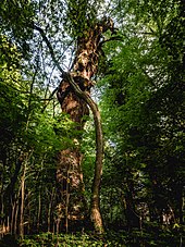 Oak trees