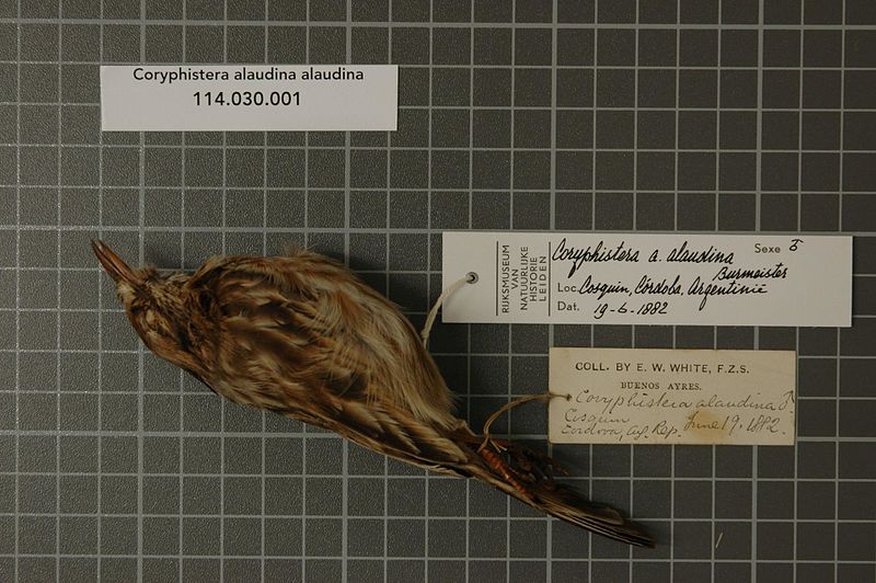 File:Naturalis Biodiversity Center - RMNH.AVES.120388 - Coryphistera alaudina alaudina Burmeister, 1860 - Furnariidae - bird skin specimen.jpeg