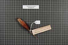 Центр биоразнообразия Naturalis - RMNH.AVES.161099 2 - Lonchura leucosticta (D'Albertis and Salvadori, 1879) - Estrildidae - образец кожи птицы.jpeg
