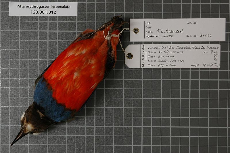 File:Naturalis Biodiversity Center - RMNH.AVES.84577 2 - Pitta erythrogaster inspeculata Meyer and Wiglesworth, 1894 - Pittidae - bird skin specimen.jpeg