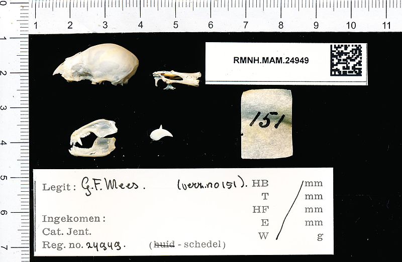 File:Naturalis Biodiversity Center - RMNH.MAM.24949 lat - Desmodus rotundus - skull.jpeg