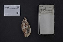 Naturalis биоалуантүрлілік орталығы - RMNH.MOL.210037 - Lyria mitraeformis (Lamarck, 1811) - Volutidae - Mollusc shell.jpeg