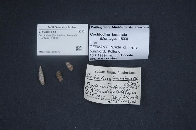 File:Naturalis Biodiversity Center - ZMA.MOLL.380878 - Cochlodina (Cochlodina) laminata (Montagu, 1803) - Clausiliidae - Mollusc shell.jpeg