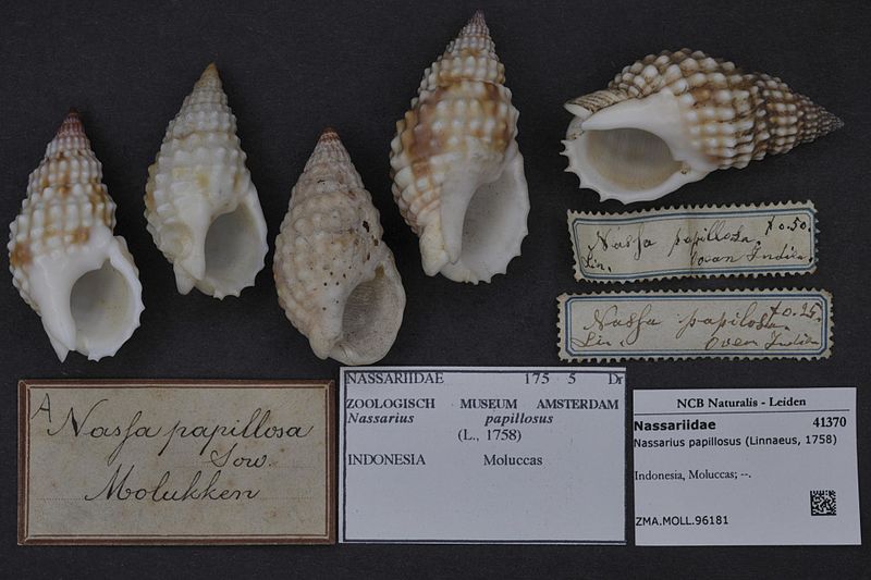File:Naturalis Biodiversity Center - ZMA.MOLL.96181 - Nassarius papillosus (Linnaeus, 1758) - Nassariidae - Mollusc shell.jpeg