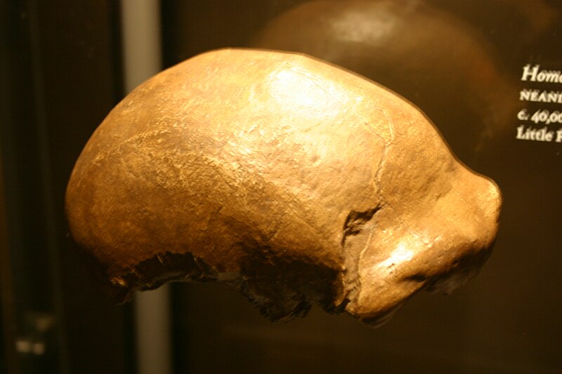 File:NeanderthalSkullcap.jpg