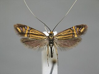 <i>Nemophora ochsenheimerella</i> Species of moth