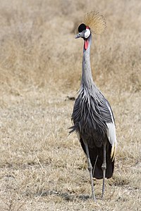 Balearica regulorum (Grey Crowned Crane)