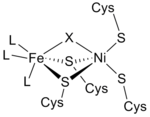 The active site of [NiFe] hydrogenase in the oxidized form. L refers to non-protein ligand (1 C[?]O and 2 C[?]N). X can be an oxide, sulfur, hydroperoxide, or a hydroxide. Nickel Iron Hydrogenase Active Site.png