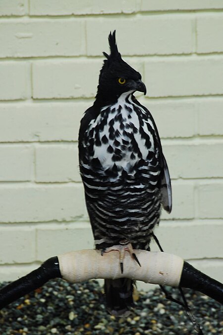 Nisaetus alboniger -Jurong Bird Park, Singapore-6a.jpg