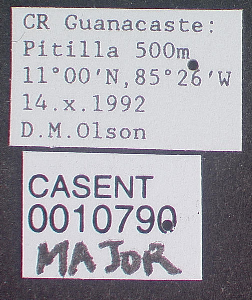 File:Nomamyrmex esenbeckii casent0010790 label 1.jpg