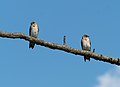 * Nomination Northern rough-winged swallows on a branch in Jamaica Bay Wildlife Refuge --Rhododendrites 03:13, 17 May 2021 (UTC) * Promotion  Support Good quality. --XRay 03:49, 17 May 2021 (UTC)