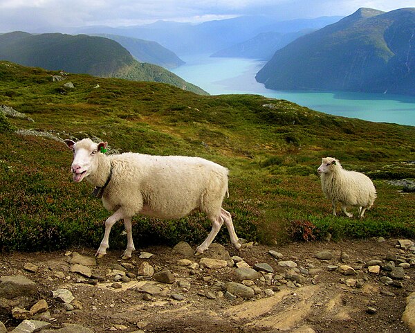 Norwegian sheep and Luster landscape