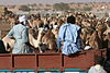 Camel Market