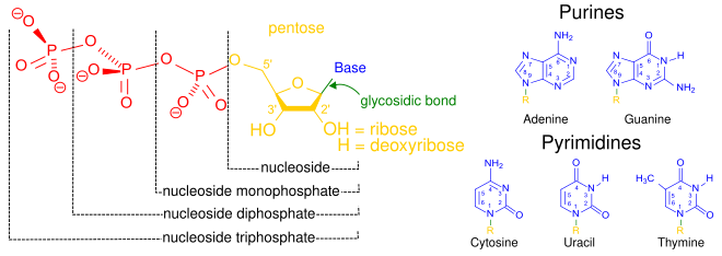 general nucleotide structure