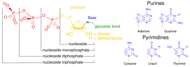 Schematic showing the structure of nucleoside triphosphates. Nucleosides consist of a 5-carbon sugar (pentose) connected to a nitrogenous base through a 1' glycosidic bond. Nucleotides are nucleosides with a variable number of phosphate groups connected to the 5' carbon. Nucleoside triphosphates are a specific type of nucleotide. This figure also shows the five common nitrogenous bases found in DNA and RNA on the right. Nucleotides 1.svg