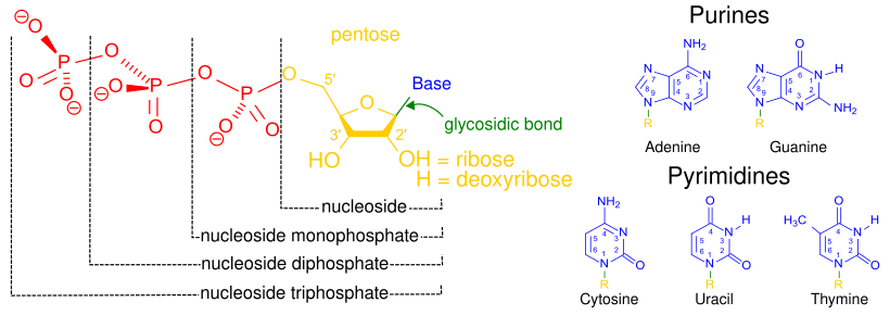 Nucleobases, nucleotídeos e nucleosídeos