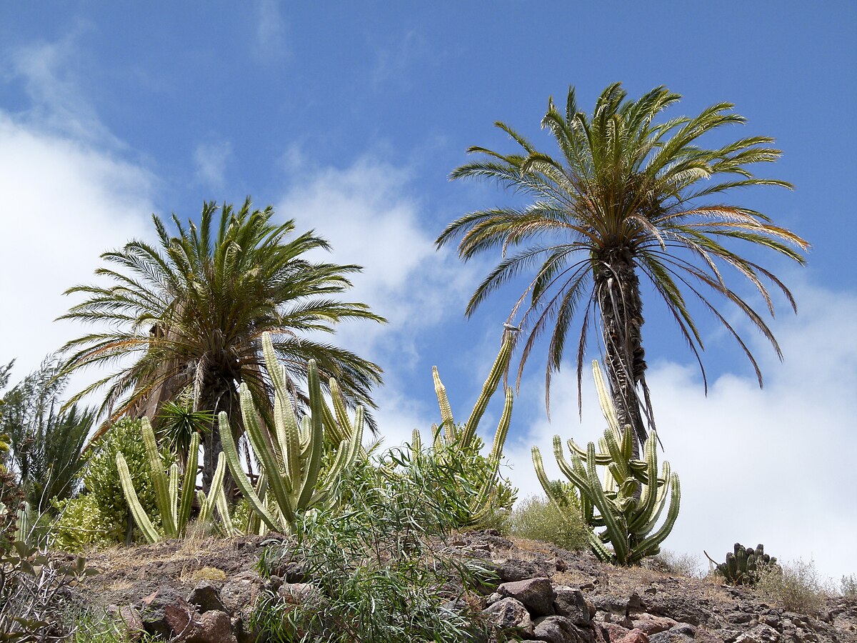 File Oasis Park Botanical Garden Fuerteventura 04 Jpg