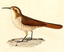 Ochetorhynchus andaecola 1847.jpg 