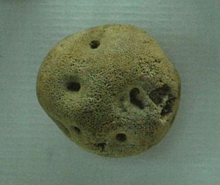 <i>Ochridaspongia rotunda</i> Species of sponge