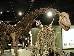 Omeisaurus tianfuensis.jpg