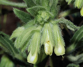 Beschrijving van de afbeelding Onosma arenaria2 eF.jpg.