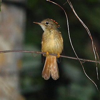 <span class="mw-page-title-main">Amazonian royal flycatcher</span> South American species of bird