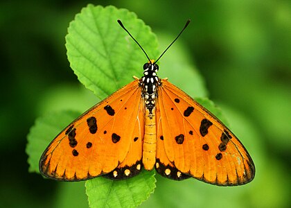 Dorsal view