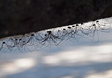 Gregarious behavior in Opiliones Opiliones 20100626.jpg