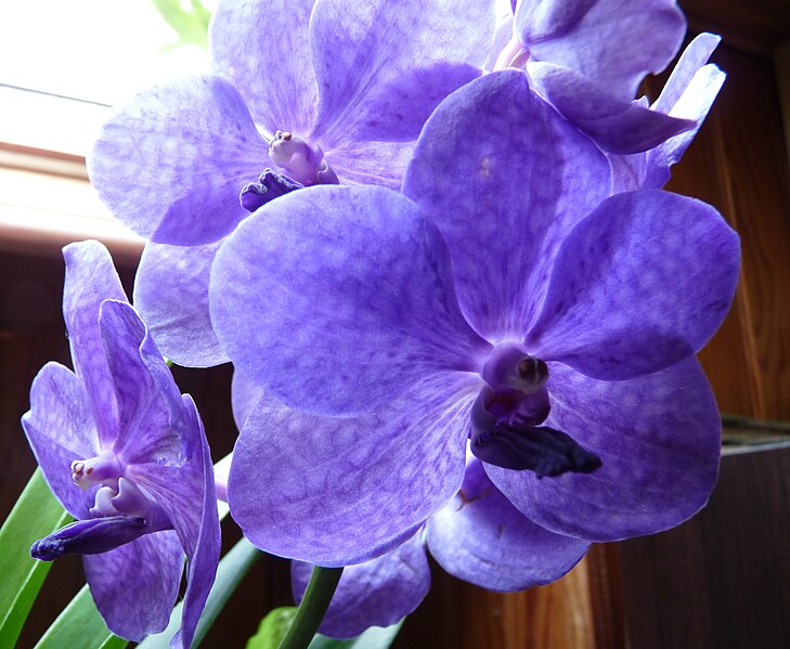 File:Orchidee Vanda bleue.jpg