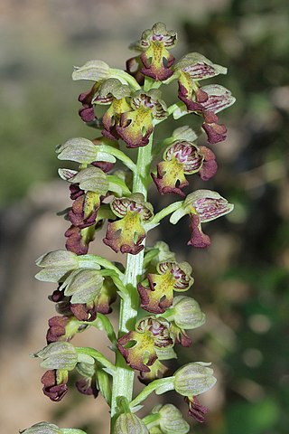 <i>Orchis punctulata</i> Species of orchid