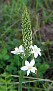 Ornithogalum pyramidale