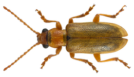 Orsodacne cerasi