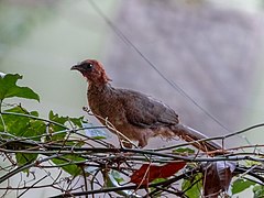 Description de l'image Ortalis ruficeps - Chestnut-headed Chachalaca; Serra dos Carajás, Pará, Brazil.jpg.