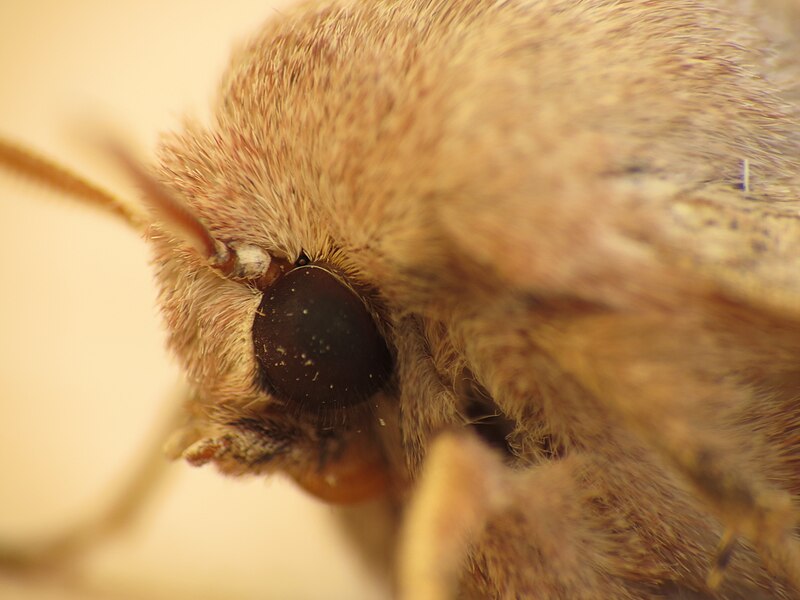 File:Orthosia cerasi (8705854959).jpg