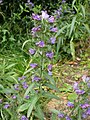 Echium vulgare