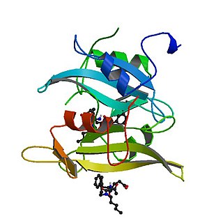 <span class="mw-page-title-main">Tyrosine-protein kinase CSK</span> Kinase enzyme that phosphorylates Src-family kinases