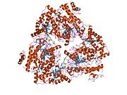 PDB 1lvc EBI.jpg