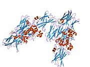 PDB 1rle EBI.jpg