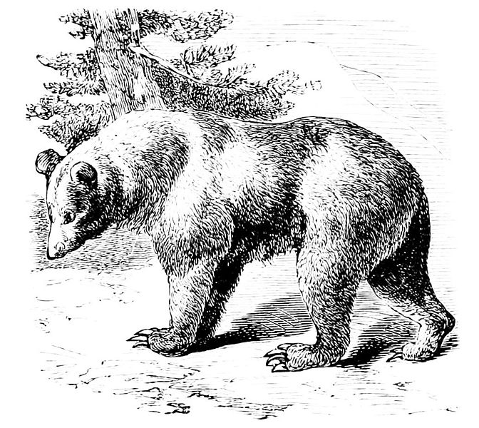 File:PSM V06 D299 Cinnamon bear.jpg