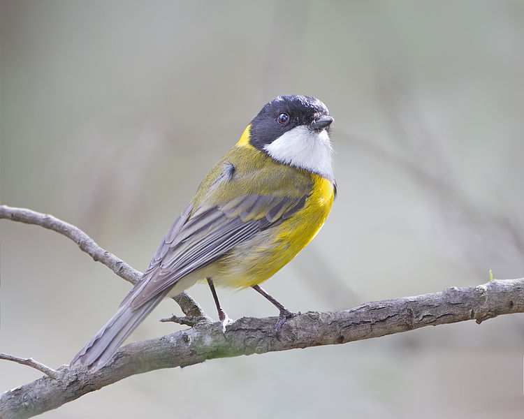 File:Pachycephala pectoralis - Risdon Brook.jpg