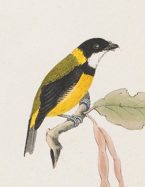 Beeldbeschrijving Pachycephala schlegeli - 1875 - Prent - Iconographia Zoologica - Bijzondere Collecties University of Amsterdam.tif.