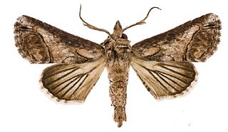 <i>Paectes asper</i> Species of moth