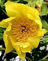 Single flower, full-face, showing ripening anthers and corolla aestivation