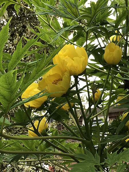 File:Paeonia ludlowii inflorescence.jpg