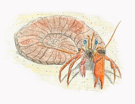 Реконструкция Palaeopagurus vandelenengeli в раковине аммонита