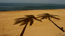 PalmTreeShadowatJuhuBeachMumbai.JPG