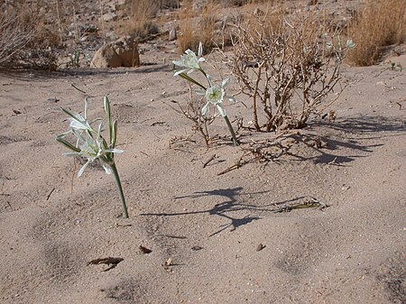 Tập_tin:Pancratium_sickenbergeri.JPG