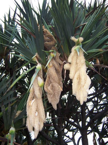 File:Pandanus utilis male flowers2.JPG