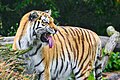 Panthera tigris altaica, Duisburg - 0567.jpg