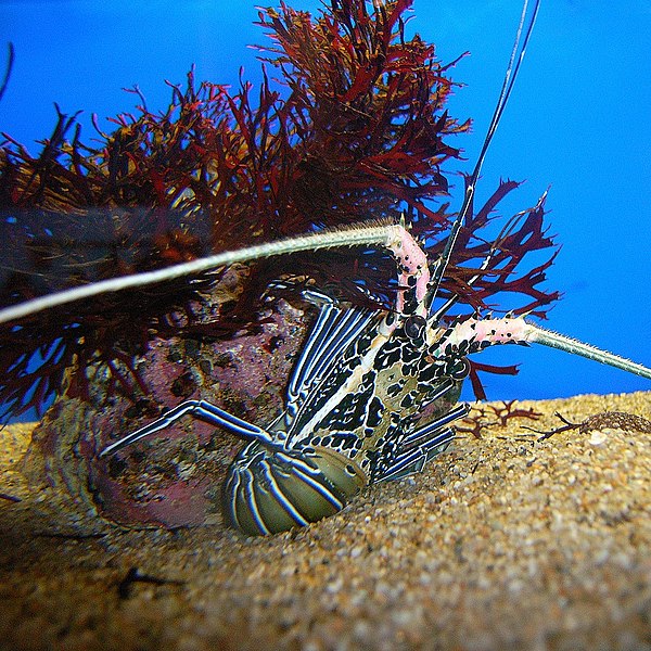 baby slipper lobster